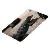 Magnet Flexible Petrosaurus thalassinus (Côté Gauche)