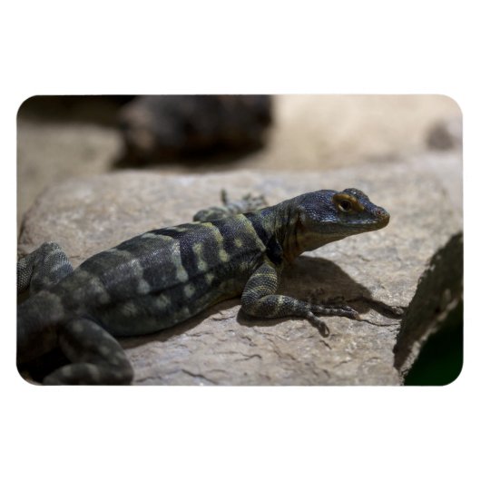 Magnet Flexible Petrosaurus thalassinus (Horizontal)