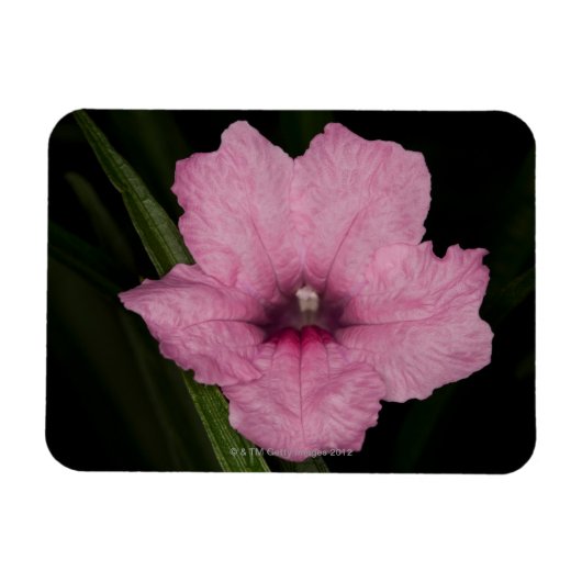 Magnet Flexible Pétunia mexicain rose (Ruellia Brittoniana ou (Horizontal)