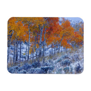 Magnet Flexible Peupliers trembles en couleurs d'automne, montagne