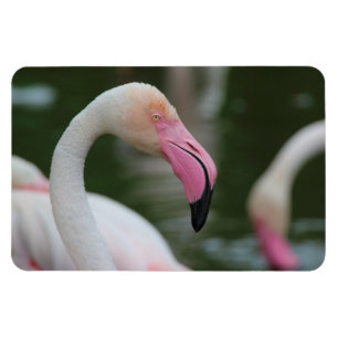 Magnet Flexible Phoenicopterus roseus