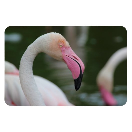 Magnet Flexible Phoenicopterus roseus (Horizontal)