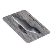 Magnet Flexible Phoques d'éléphants sur la plage de Piedras Blanco (Côté Droit)