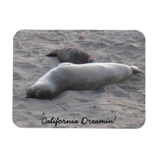 Magnet Flexible Phoques d'éléphants sur la plage de Piedras Blanco (Horizontal)