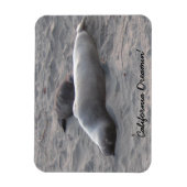 Magnet Flexible Phoques d'éléphants sur la plage de Piedras Blanco (Vertical)