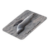 Magnet Flexible Phoques d'éléphants sur la plage de Piedras Blanco (Côté Gauche)