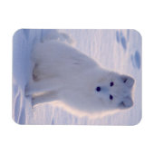Magnet Flexible Photo Arctic Winter Fox conçue (Horizontal)