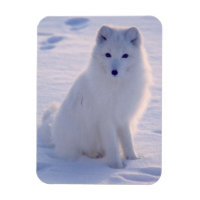Photo Arctic Winter Fox conçue