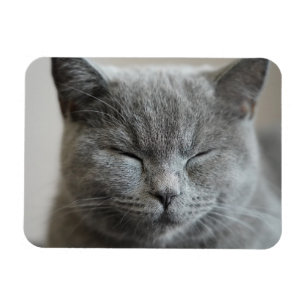 Magnet Flexible Photo Cute Gray Kitty Visage