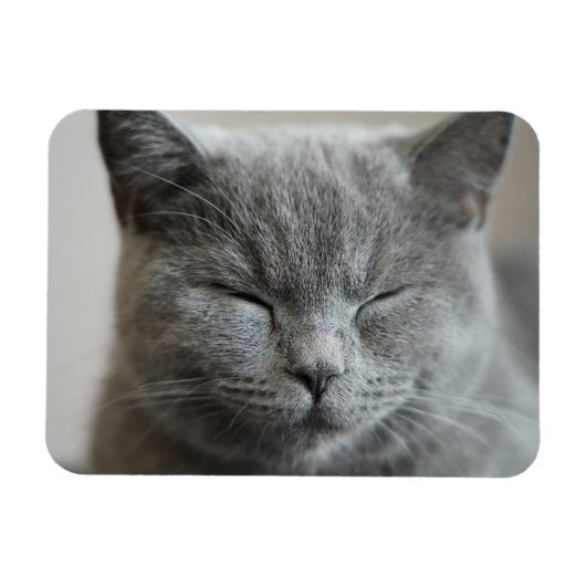 Magnet Flexible Photo Cute Gray Kitty Visage (Horizontal)