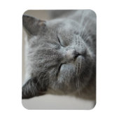 Magnet Flexible Photo Cute Gray Kitty Visage (Vertical)