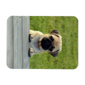 Magnet Flexible Photo de chiot Pug (Horizontal)