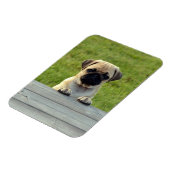 Magnet Flexible Photo de chiot Pug (Côté Gauche)
