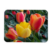 Magnet Flexible Photo de jardin de tulipes jaunes et rouges vibran (Horizontal)