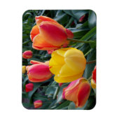 Magnet Flexible Photo de jardin de tulipes jaunes et rouges vibran (Vertical)