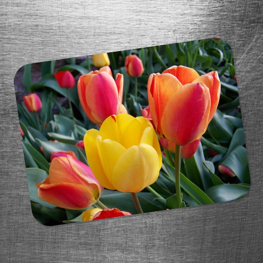 Magnet Flexible Photo de jardin de tulipes jaunes et rouges vibran
