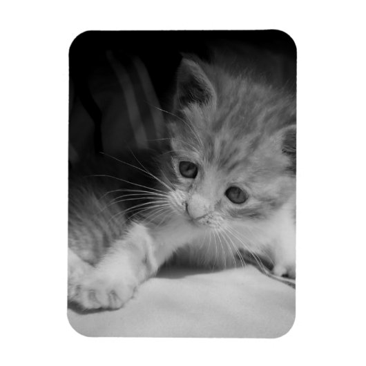Magnet Flexible Photo de Kitten noir et blanc (Vertical)