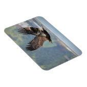 Magnet Flexible Photo de la faune de l'aigle à tête blanche juvéni (Côté Droit)
