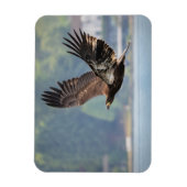 Magnet Flexible Photo de la faune de l'aigle à tête blanche juvéni (Vertical)