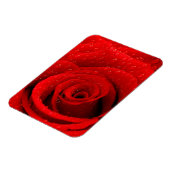 Magnet Flexible Photo de Red Rose Arrière - plan (Côté Gauche)