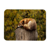 Magnet Flexible Photo de renard dormant (Horizontal)