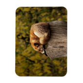 Magnet Flexible Photo de renard dormant (Vertical)