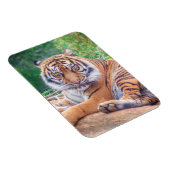 Magnet Flexible Photo de tigre étonnante (Côté Droit)