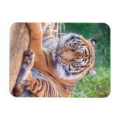 Magnet Flexible Photo de tigre étonnante (Horizontal)