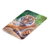 Magnet Flexible Photo de tigre étonnante (Côté Gauche)