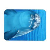 Magnet Flexible Photo Dolphin conviviale (Horizontal)
