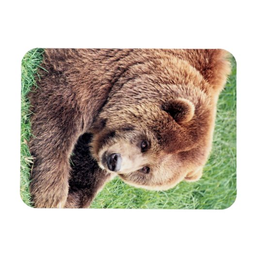Magnet Flexible Photo d'ours Brown (Horizontal)