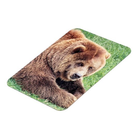 Magnet Flexible Photo d'ours Brown (Côté Gauche)