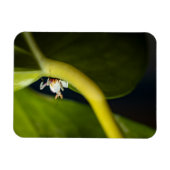 Magnet Flexible Photo d'une jeune orchidée (Horizontal)