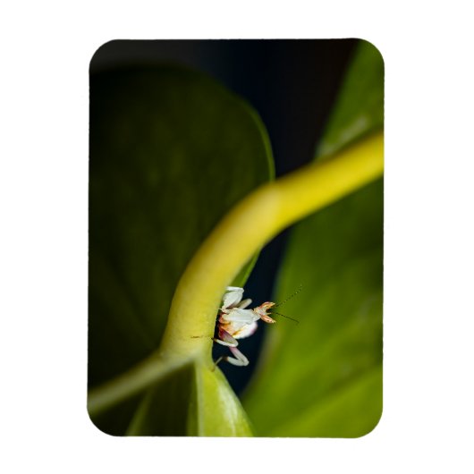 Magnet Flexible Photo d'une jeune orchidée (Vertical)