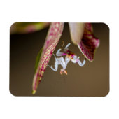Magnet Flexible Photo d'une jeune orchidée (Horizontal)