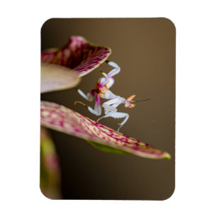 Magnet Flexible Photo d'une jeune orchidée