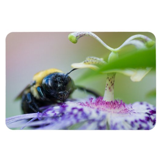 Magnet Flexible Photo macro de Bumble Bee (Horizontal)