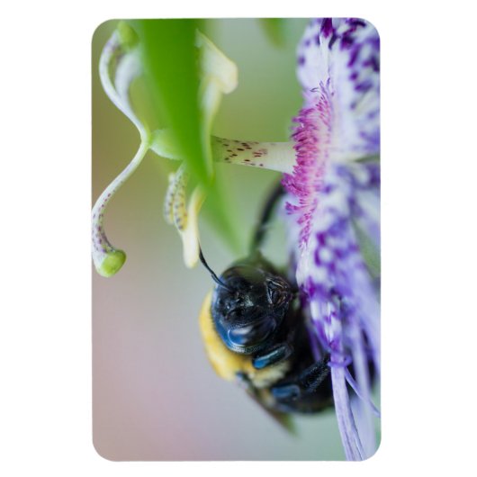 Magnet Flexible Photo macro de Bumble Bee (Vertical)