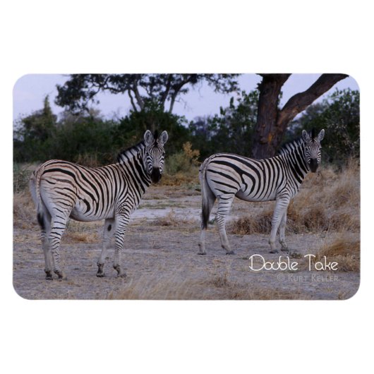 Magnet Flexible Photo Zebra Double Take (Horizontal)