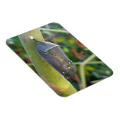 Magnet Flexible Photographie - Chrysalis du papillon Monarque (Côté Droit)