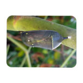 Magnet Flexible Photographie - Chrysalis du papillon Monarque (Horizontal)