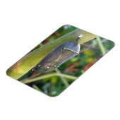 Magnet Flexible Photographie - Chrysalis du papillon Monarque (Côté Gauche)