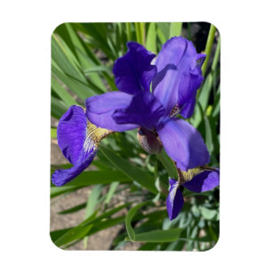 Magnet Flexible Photographie de fleur d'iris pourpre Photo