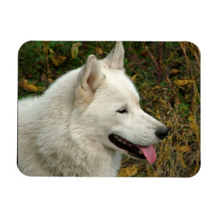 Magnet Flexible Photographie de Malamute Dog en Alaska