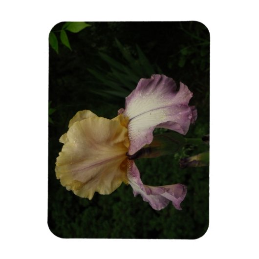 Magnet Flexible Photographie florale Iris (Vertical)