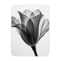 Photographie monochrome d'art botanique fin
