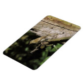 Magnet Flexible Phylloscopus collybita (Côté Gauche)