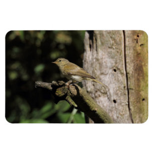 Magnet Flexible Phylloscopus collybita