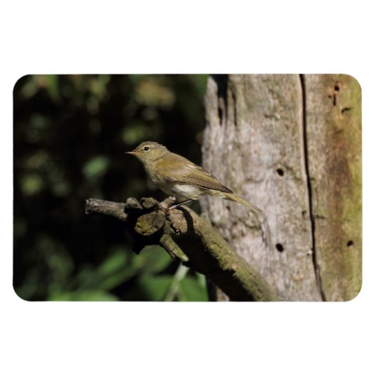 Magnet Flexible Phylloscopus collybita (Horizontal)