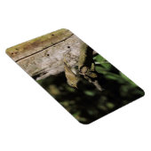 Magnet Flexible Phylloscopus collybita (Côté Droit)